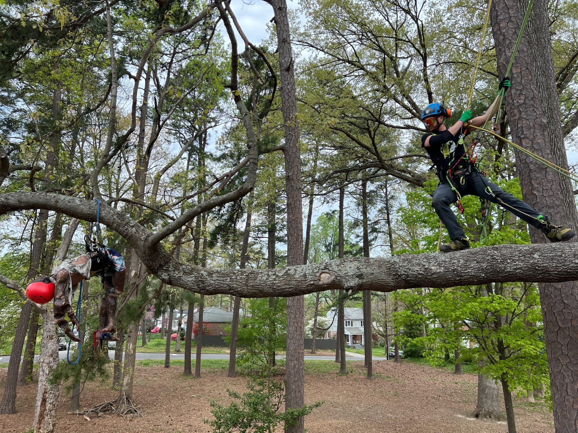 Professional Tree Climbing