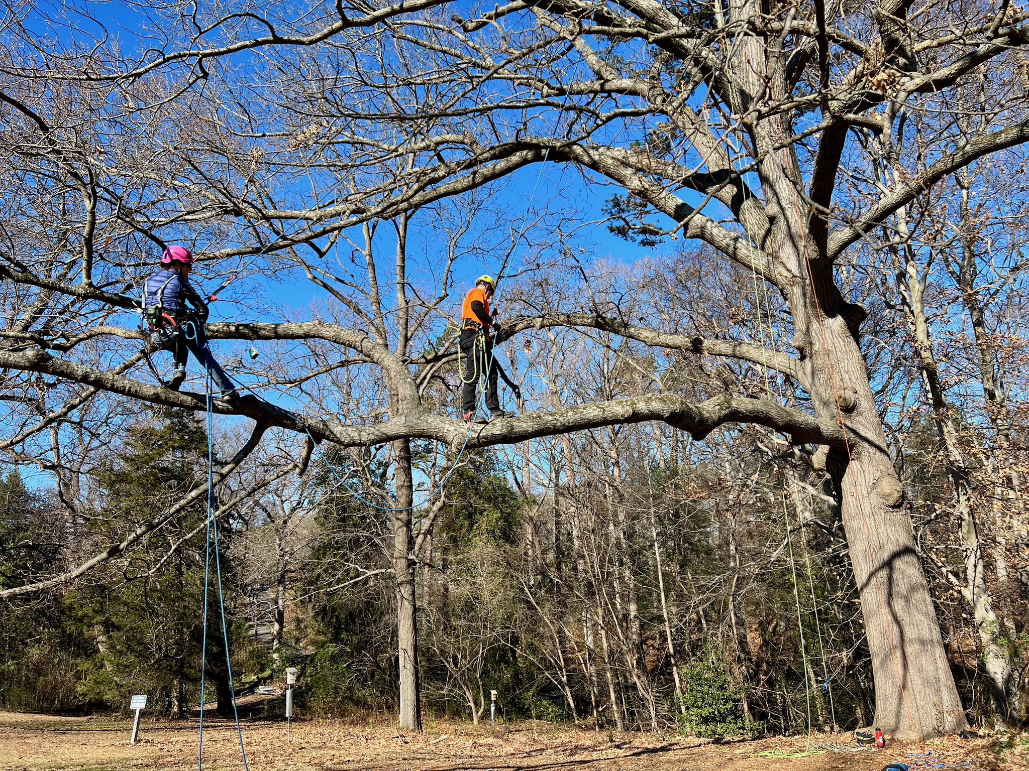 Professional Climbing Course